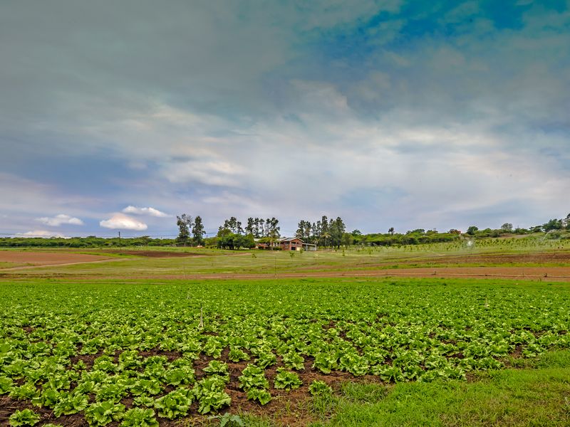 A wide-angle view of a lush green vegetable farm with an active irrigation system and a farmhouse visible in the distance.
