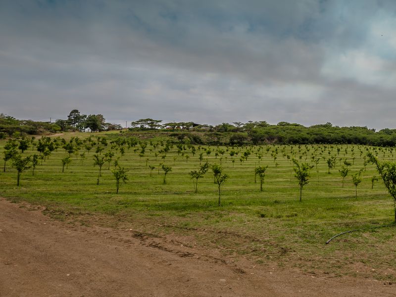 A well-maintained orchard featuring young trees planted in neat rows across a large, open farm landscape.