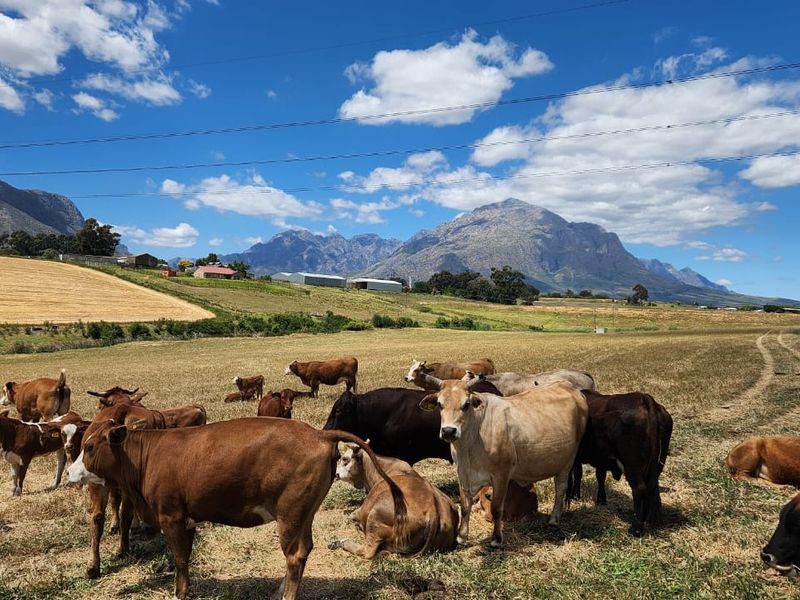 A scenic view of expansive farmland and grazing pastures set against a dramatic mountain backdrop under a clear blue sky.