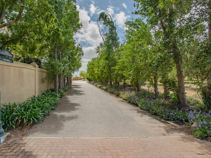 Olive oil farm and business brand for sale in Windmeul, Paarl - Photo 2