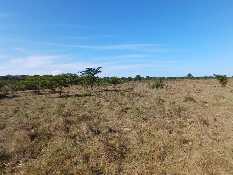 Expansive open landscape view featuring natural grassland and scattered indigenous trees under a clear blue sky.