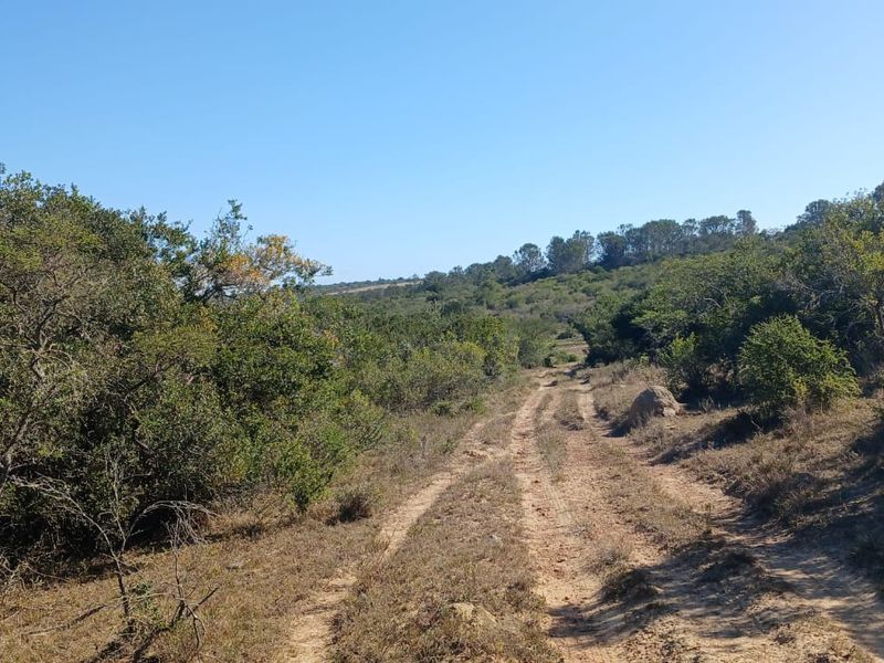 A scenic view of a dirt track winding through natural indigenous bushveld on the farm property.