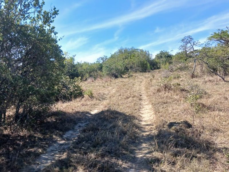 A view of the natural farm landscape featuring native vegetation and a dirt track leading through the open field.