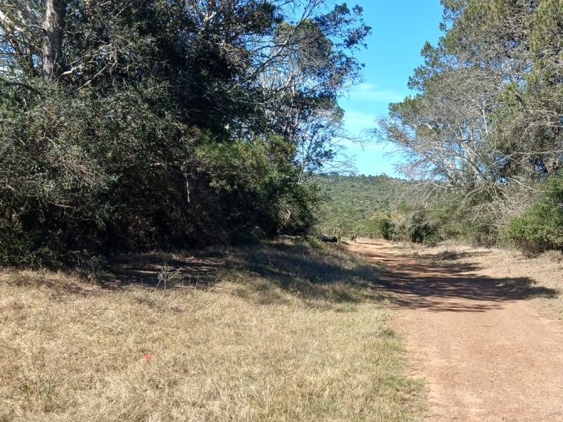 A scenic view of a rural dirt access road winding through mature trees and natural vegetation on the farm property.