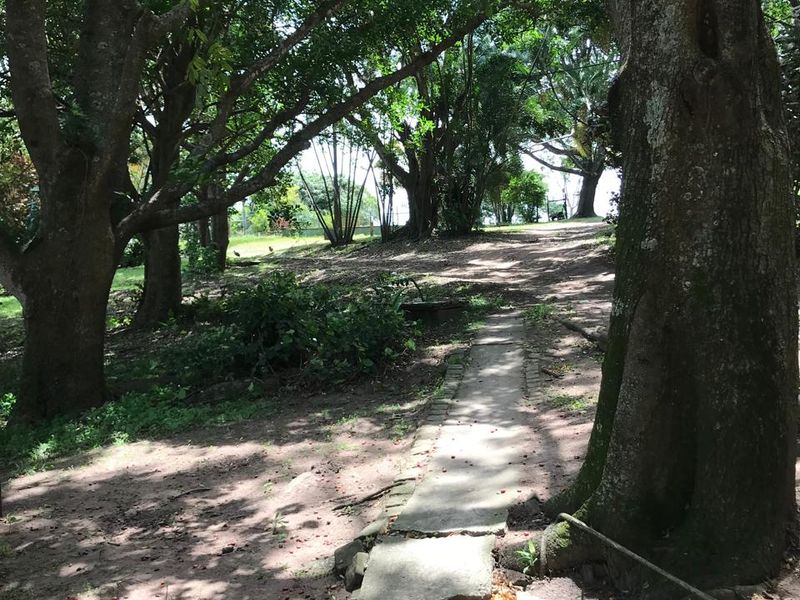 A shaded garden area featuring mature trees and a worn concrete pathway leading through the landscape.