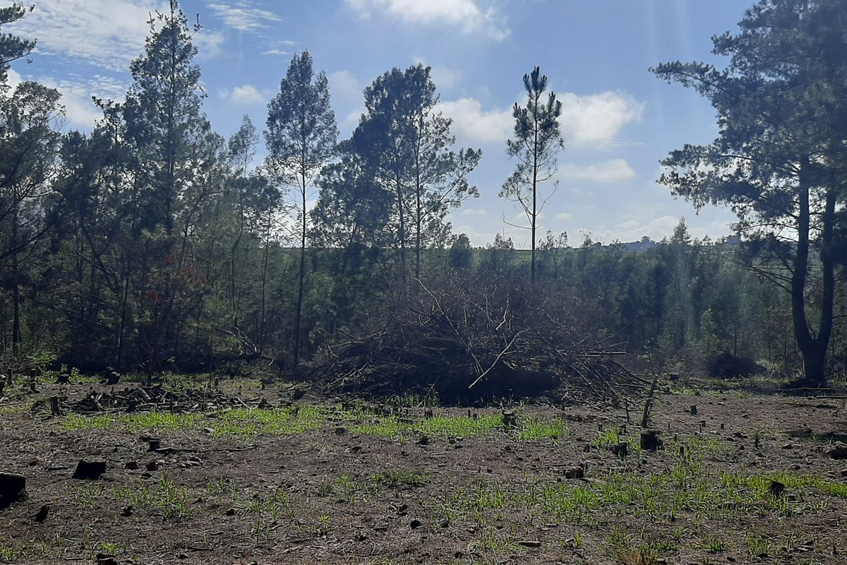 A view of a cleared section of the farm property featuring scattered tree stumps and surrounding mature trees under a blue sky.
