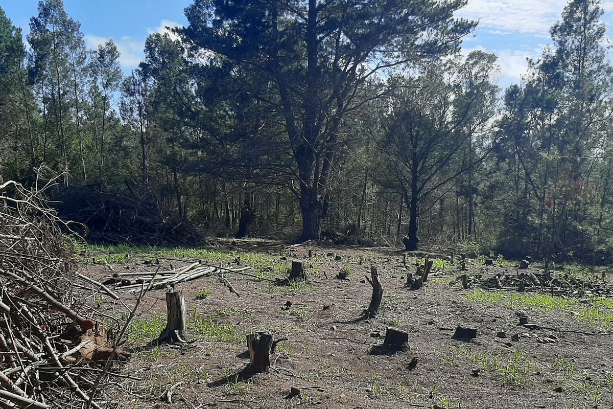 A view of a cleared farm area featuring scattered tree stumps and piles of brushwood, surrounded by established forest trees.
