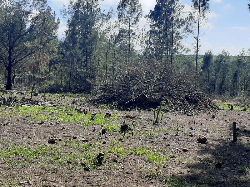 A view of a cleared farm area featuring scattered tree stumps and piles of brushwood set against a backdrop of mature trees.