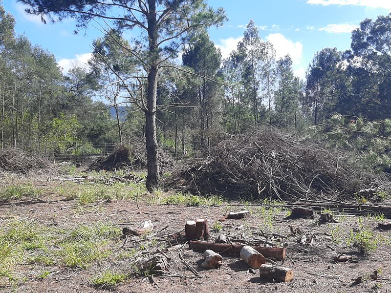 A view of a rural farm plot featuring cleared vegetation piles and tree stumps within a wooded landscape.