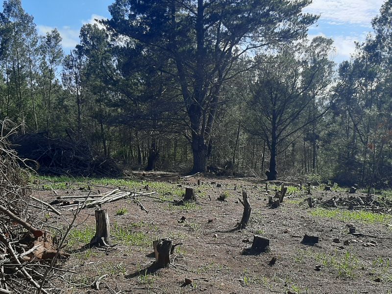 A view of a cleared farm area featuring scattered tree stumps and piles of brushwood, surrounded by established forest trees.
