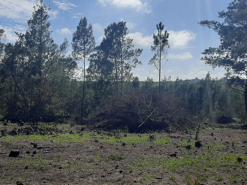 A view of a cleared section of the farm property featuring scattered tree stumps and surrounding mature trees under a blue sky.