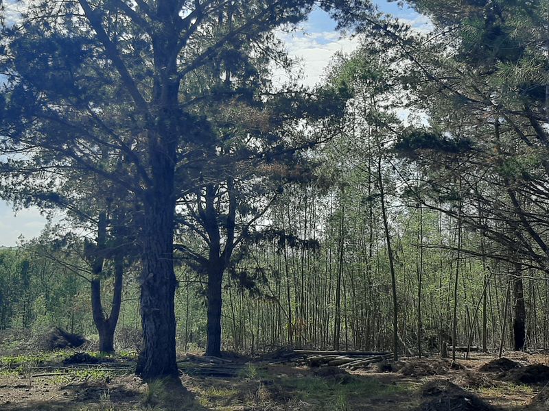 A view of the natural landscape on the farm property, featuring mature trees and open woodland areas.