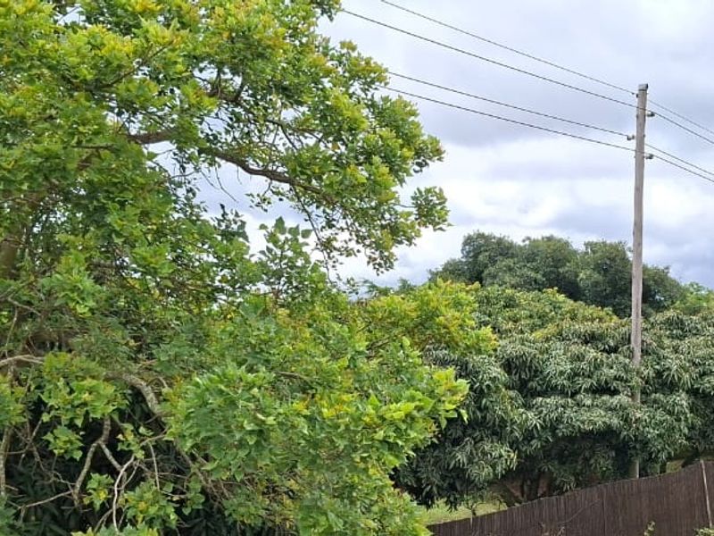 A view of the property grounds featuring mature trees, established vegetation, and boundary fencing, with a real estate sign visible.