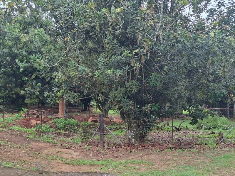 A view of the property garden featuring mature trees, dirt pathways, and perimeter wire fencing in need of maintenance.