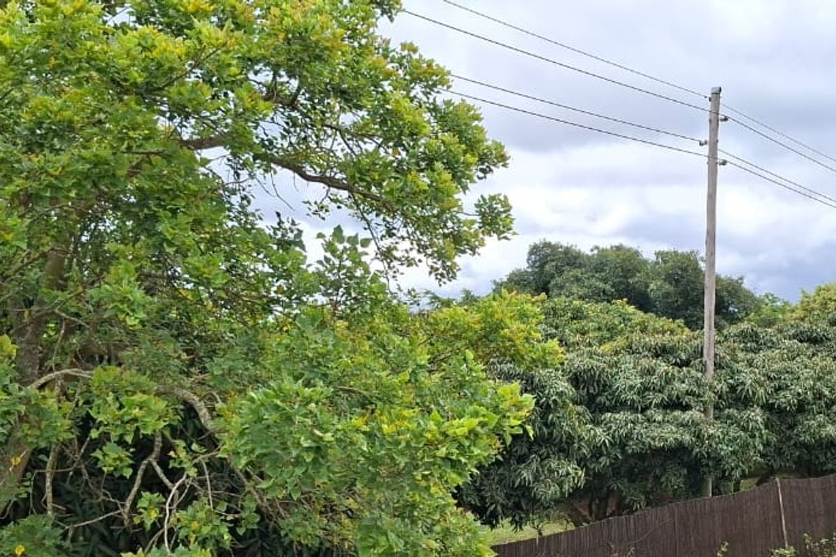 A view of the property grounds featuring mature trees, established vegetation, and boundary fencing, with a real estate sign visible.