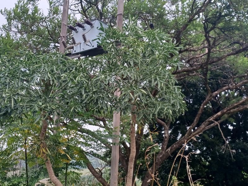 An outdoor utility pole featuring an electrical transformer with significant vegetation encroachment, posing a potential maintenance and safety concern.