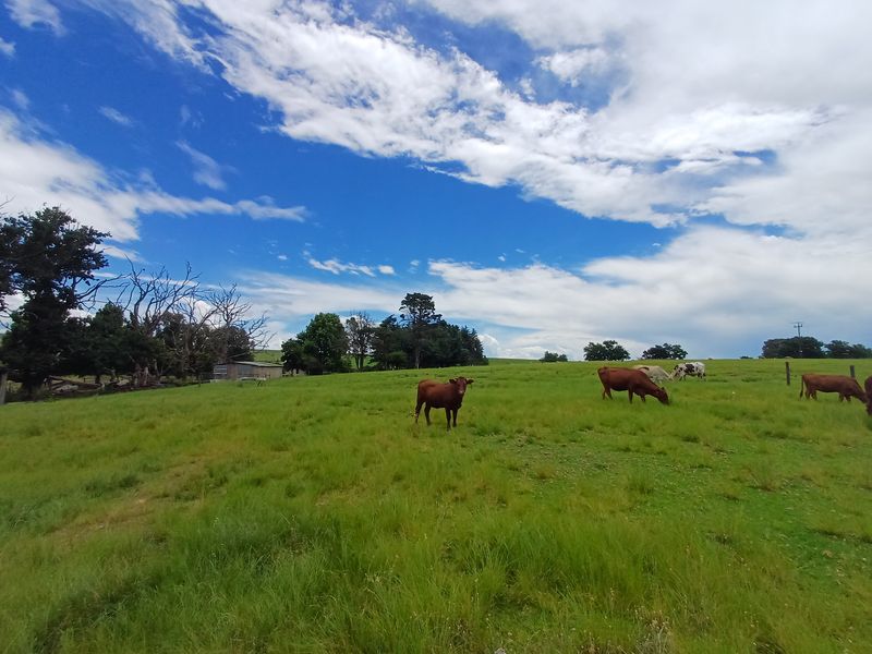 MOOI RIVER: SMALLHOLDING WITH RIVER FRONTAGE - 15km from Mooi River - Photo 5