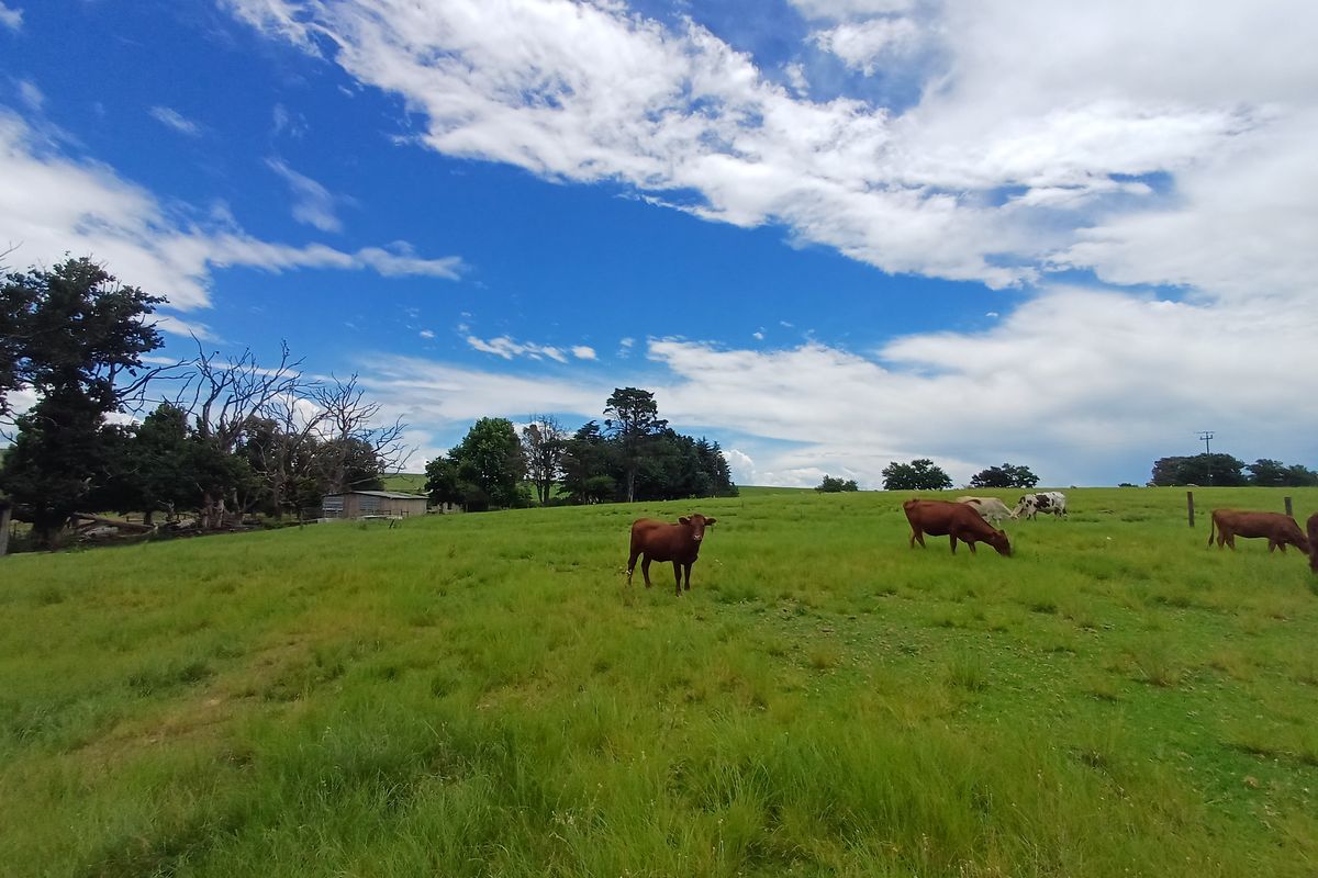 MOOI RIVER: SMALLHOLDING WITH RIVER FRONTAGE - 15km from Mooi River - Photo 5