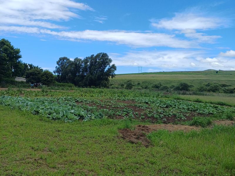 MOOI RIVER: SMALLHOLDING WITH RIVER FRONTAGE - 15km from Mooi River - Photo 4