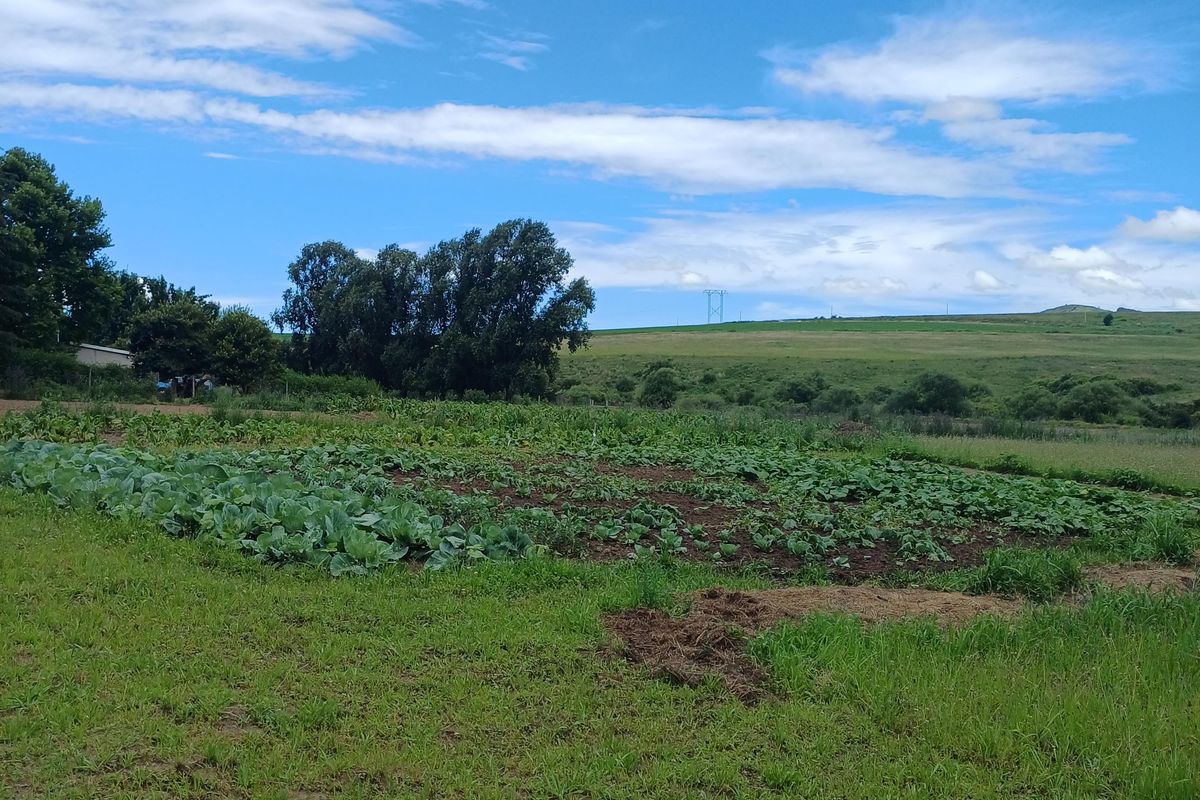 MOOI RIVER: SMALLHOLDING WITH RIVER FRONTAGE - 15km from Mooi River - Photo 4