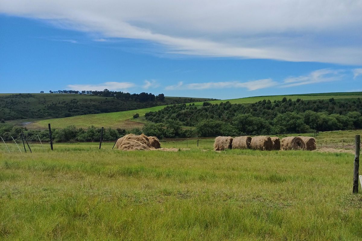 MOOI RIVER: SMALLHOLDING WITH RIVER FRONTAGE - 15km from Mooi River - Photo 3
