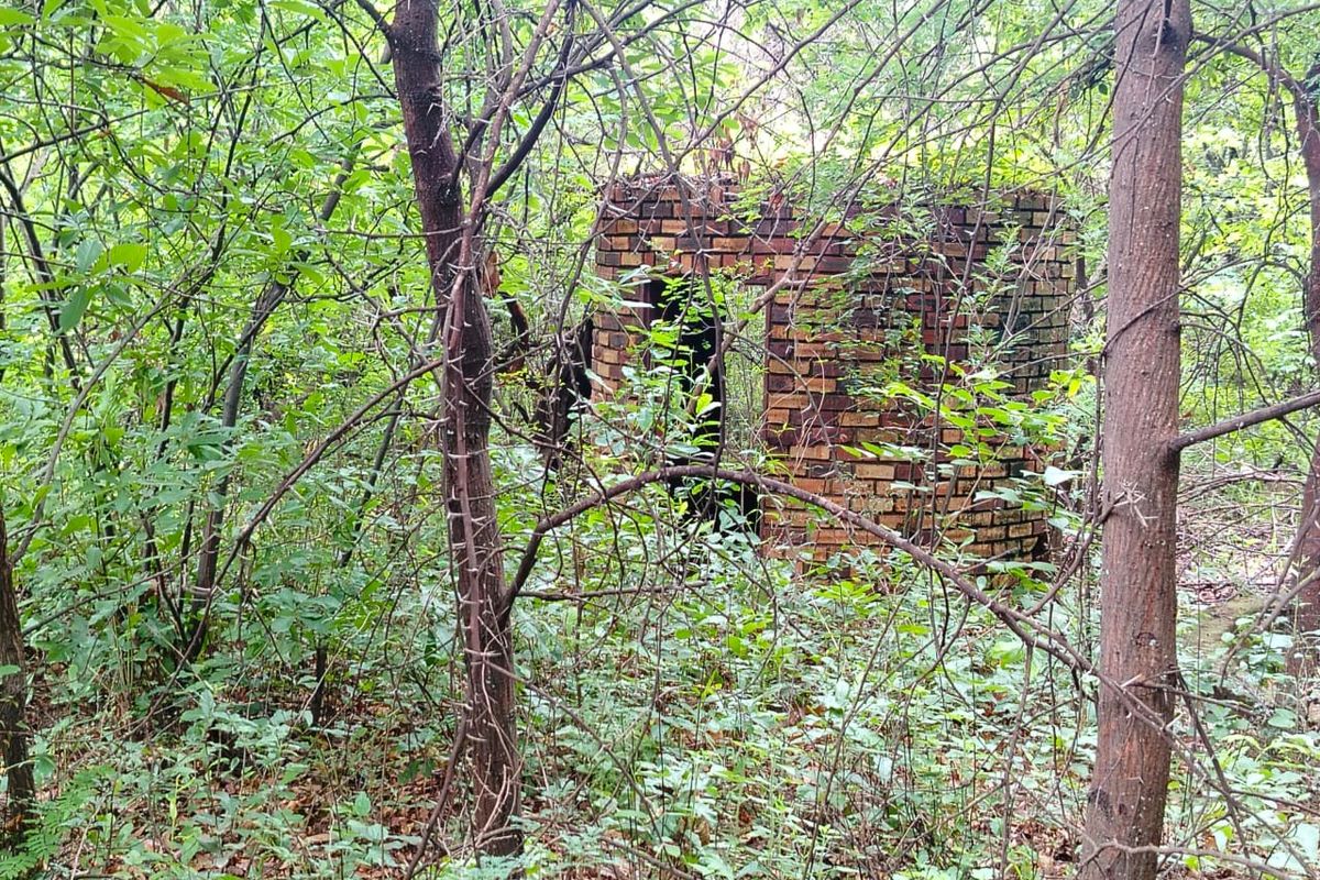 A dilapidated brick structure situated within an overgrown, wooded area on the farm property.
