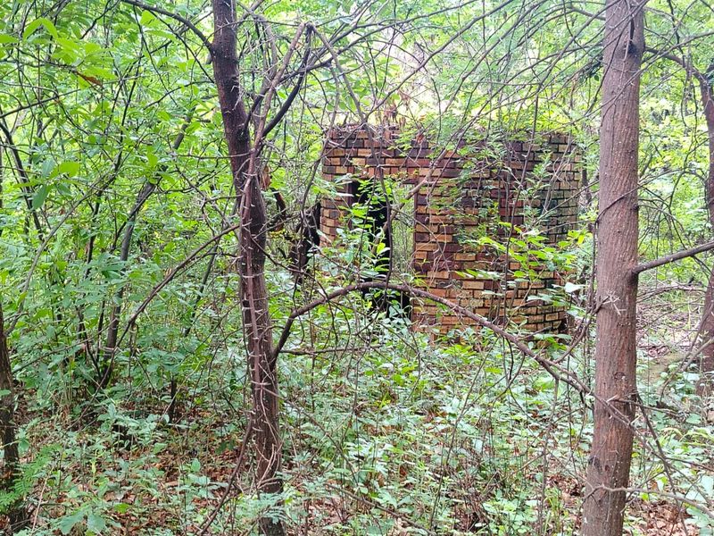 A dilapidated brick structure situated within an overgrown, wooded area on the farm property.