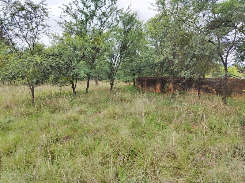 An overgrown garden area on the farm property featuring mature trees and a weathered boundary wall.