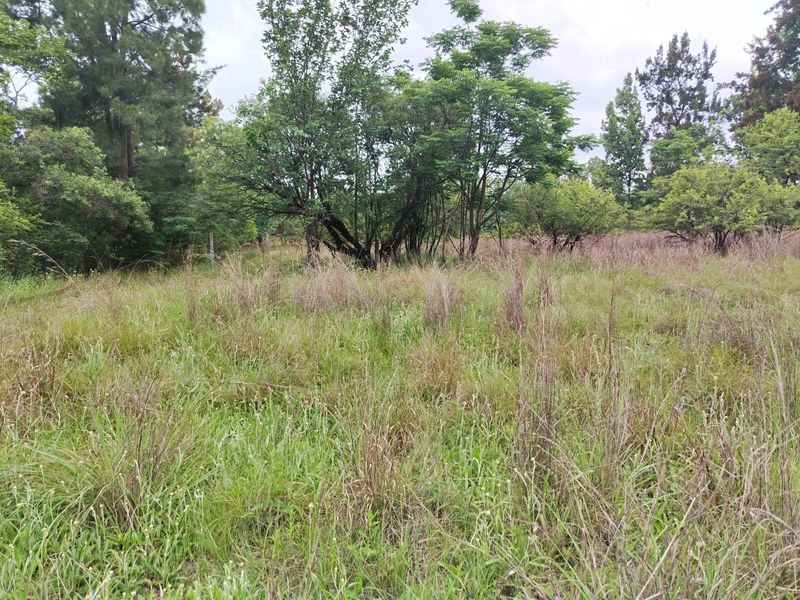 A view of the natural, undeveloped garden area featuring mature trees and wild grass on the farm property.