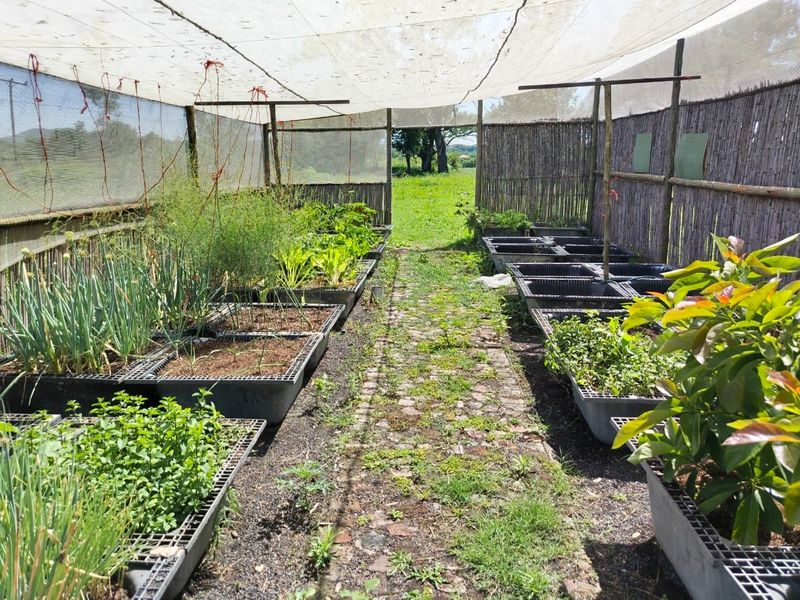 A functional farm garden area featuring raised planting beds, a central brick pathway, and protective shade netting supported by a reed fence structure.