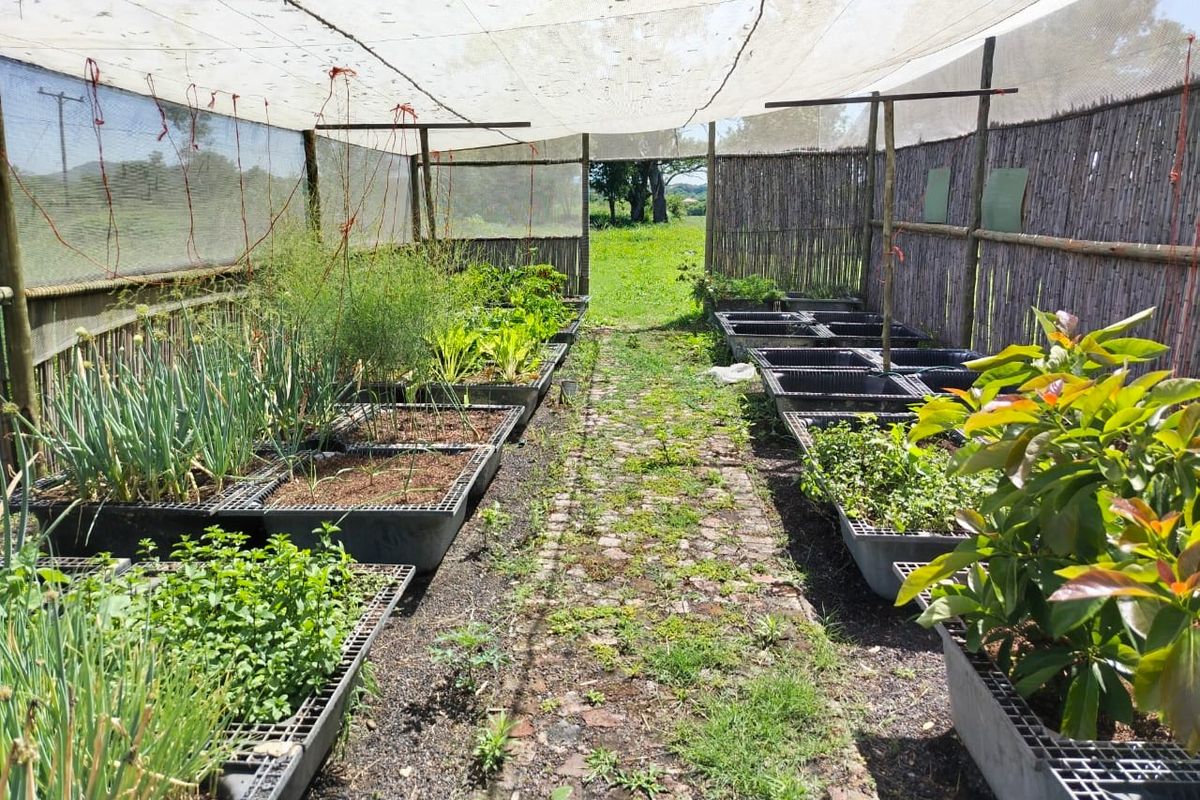 A functional farm garden area featuring raised planting beds, a central brick pathway, and protective shade netting supported by a reed fence structure.