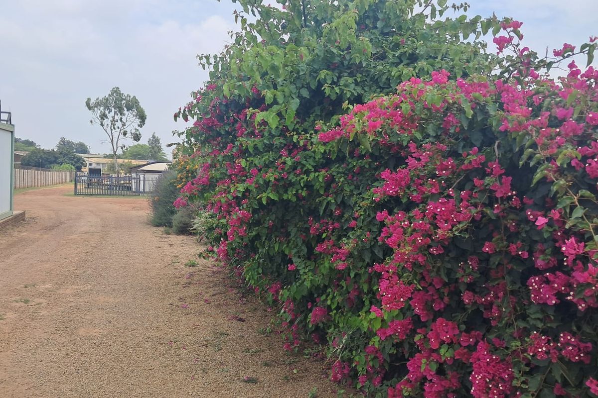 A view of the commercial property grounds featuring a gravel driveway and a large, established bougainvillea hedge.