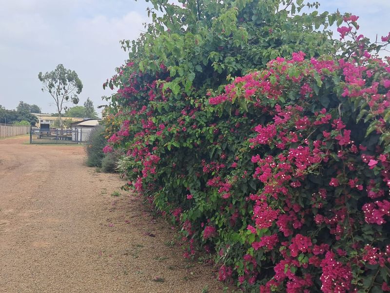 A view of the commercial property grounds featuring a gravel driveway and a large, established bougainvillea hedge.