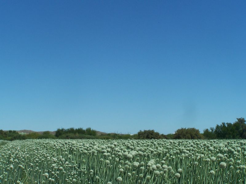 Irrigation and Livestock - Photo 6