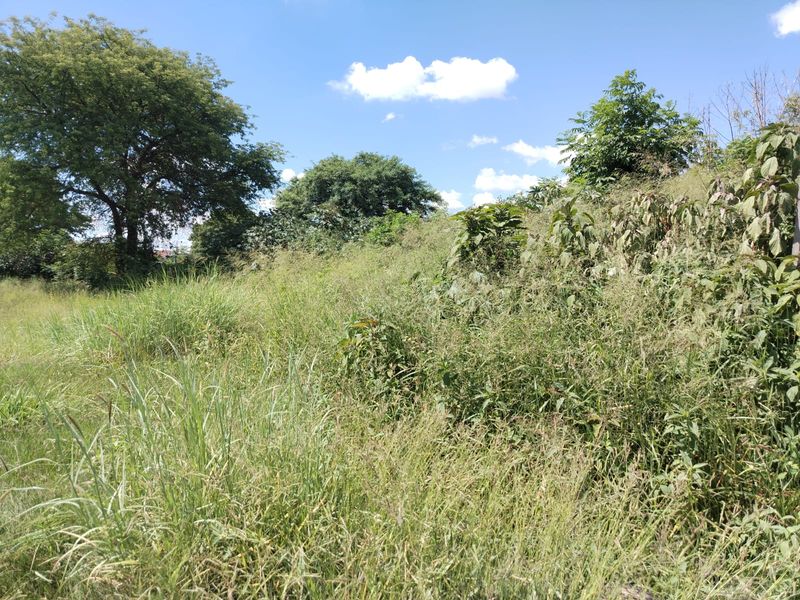 A view of the vacant commercial land featuring natural vegetation and mature trees on a sunny day.
