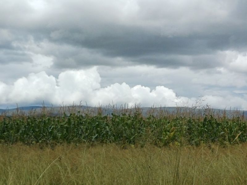 A scenic view of an agricultural crop field under a cloudy sky, showcasing the expansive landscape of the farm property.