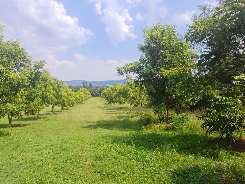 Nestled in Nature... Pecan Nut Farm.... - Photo 3