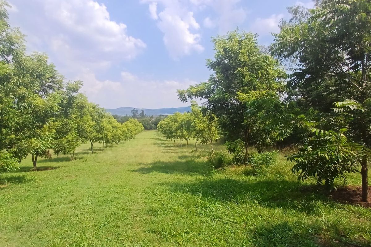 Nestled in Nature... Pecan Nut Farm.... - Photo 3