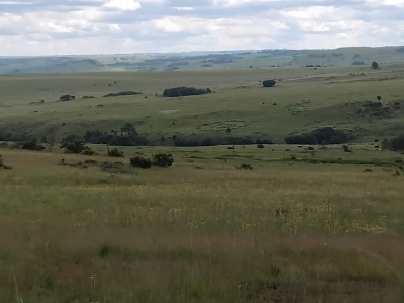 Exceptional cattle farm - Photo 7