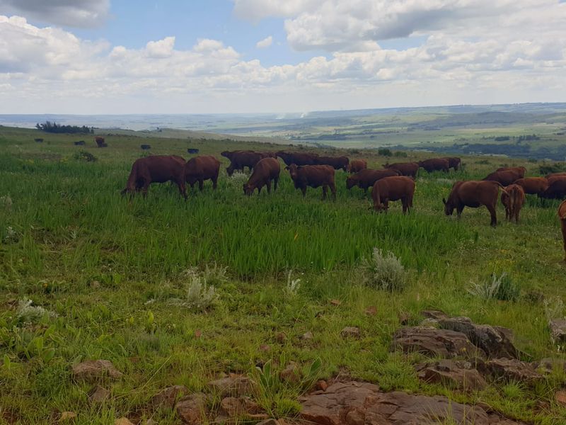 Exceptional cattle farm - Photo 10