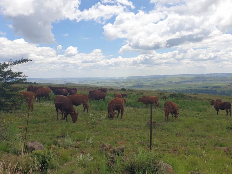 Exceptional cattle farm - Photo 9