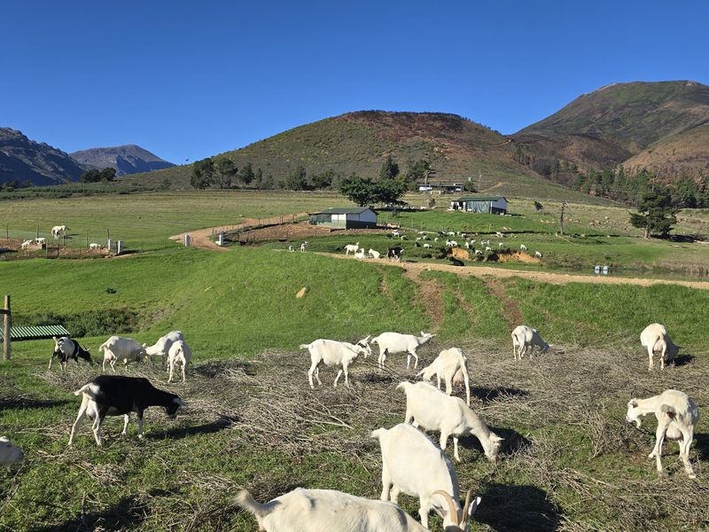 Agter-Groenberg farm for sale in Wellington - Photo 7