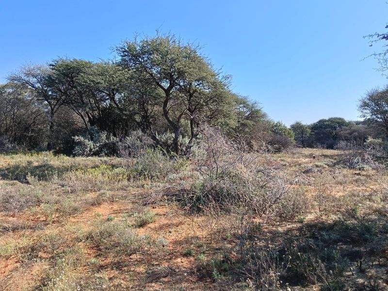 A view of the natural landscape and native trees on the farm property.