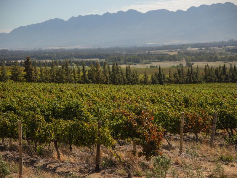 De Vlakte - A Rare Offering in the Valley of Abundance, Wolseley - Photo 3