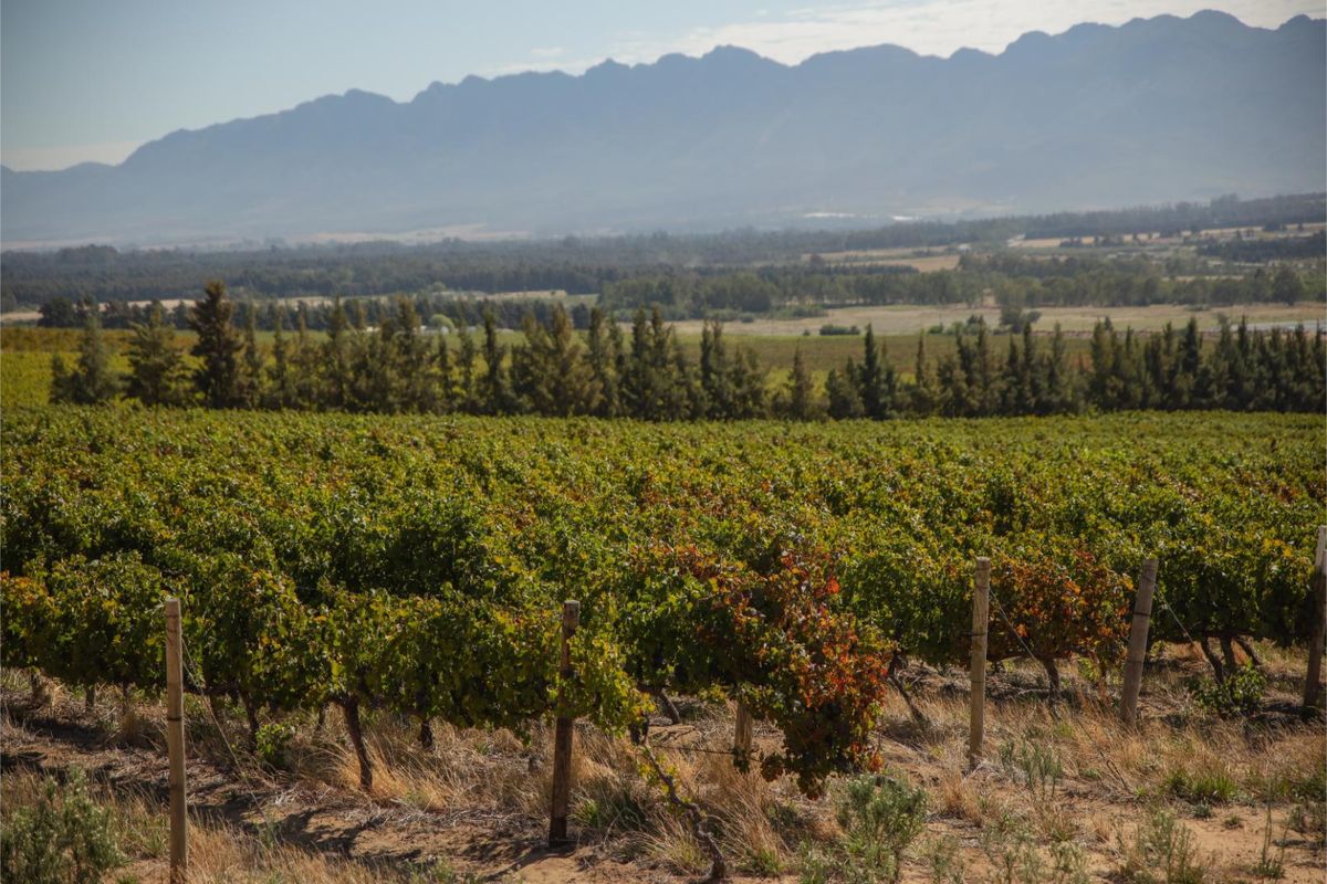 De Vlakte - A Rare Offering in the Valley of Abundance, Wolseley - Photo 3