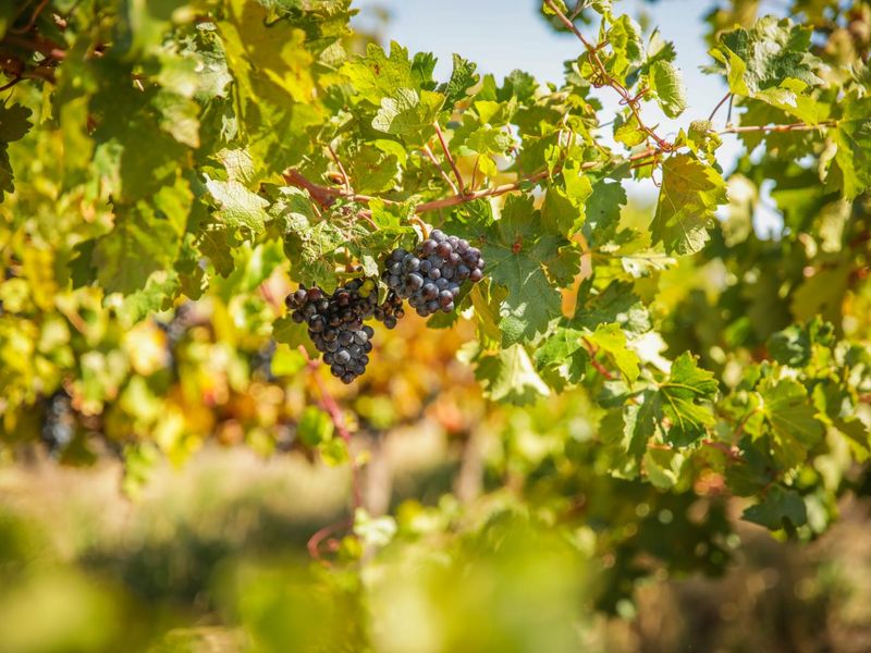 De Vlakte - A Rare Offering in the Valley of Abundance, Wolseley - Photo 6