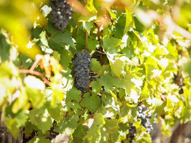 De Vlakte - A Rare Offering in the Valley of Abundance, Wolseley - Photo 4