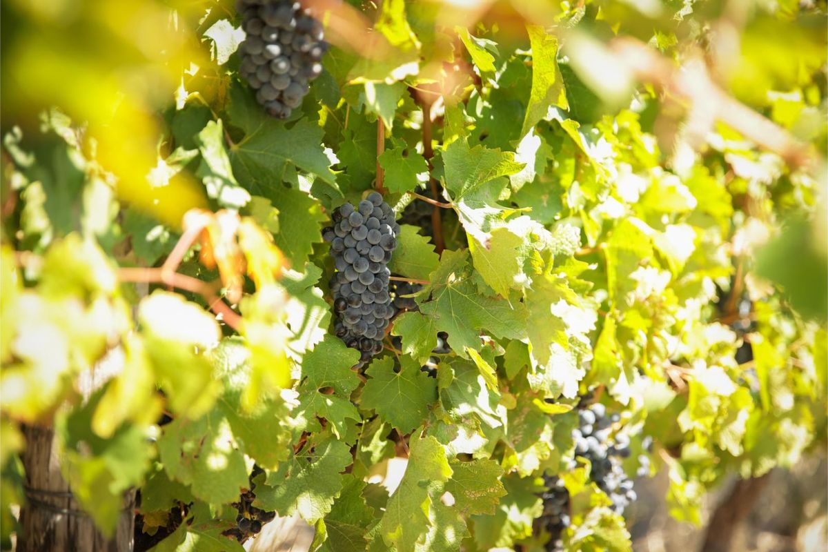 De Vlakte - A Rare Offering in the Valley of Abundance, Wolseley - Photo 4