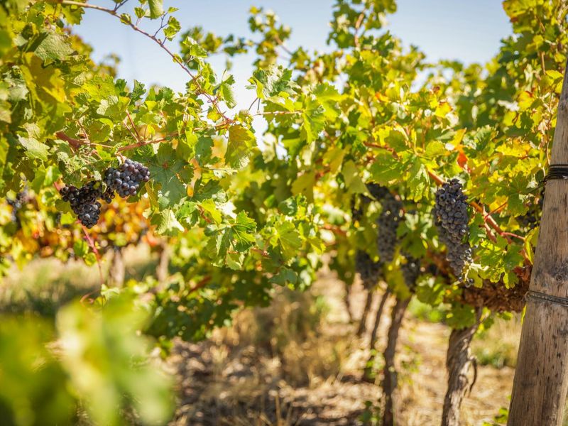 De Vlakte - A Rare Offering in the Valley of Abundance, Wolseley - Photo 5