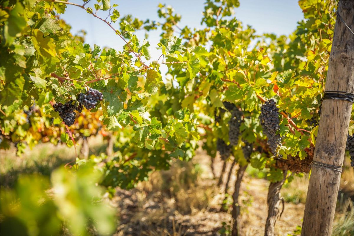 De Vlakte - A Rare Offering in the Valley of Abundance, Wolseley - Photo 5